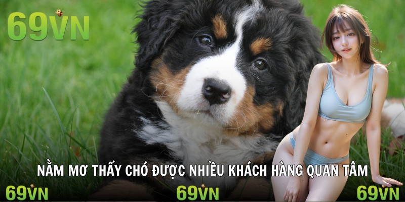 Nằm mơ thấy chó được nhiều khách hàng quan tâm
